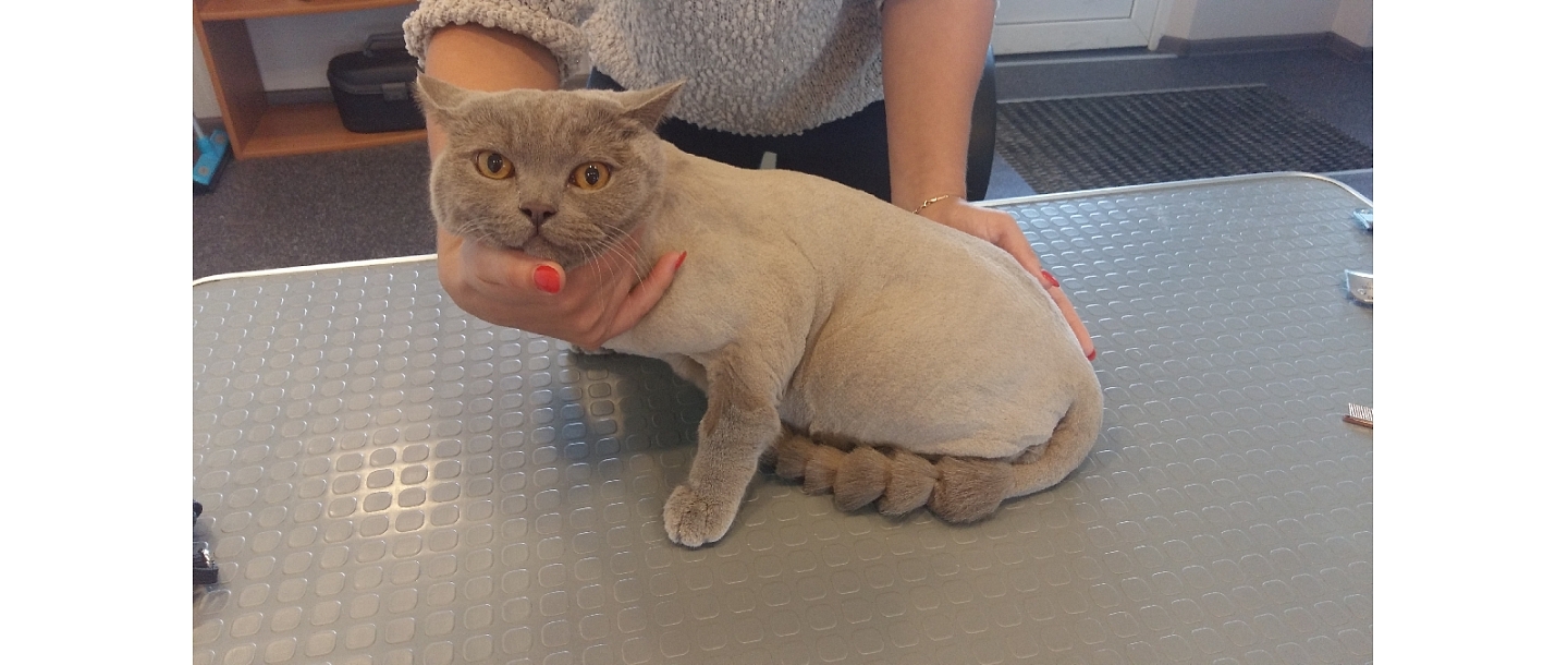 Hairdressing for dogs and cats