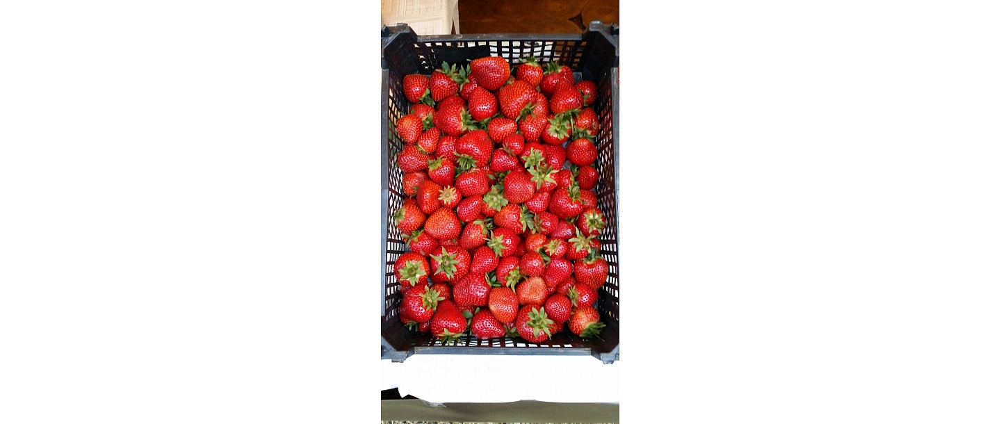 Latvian strawberries