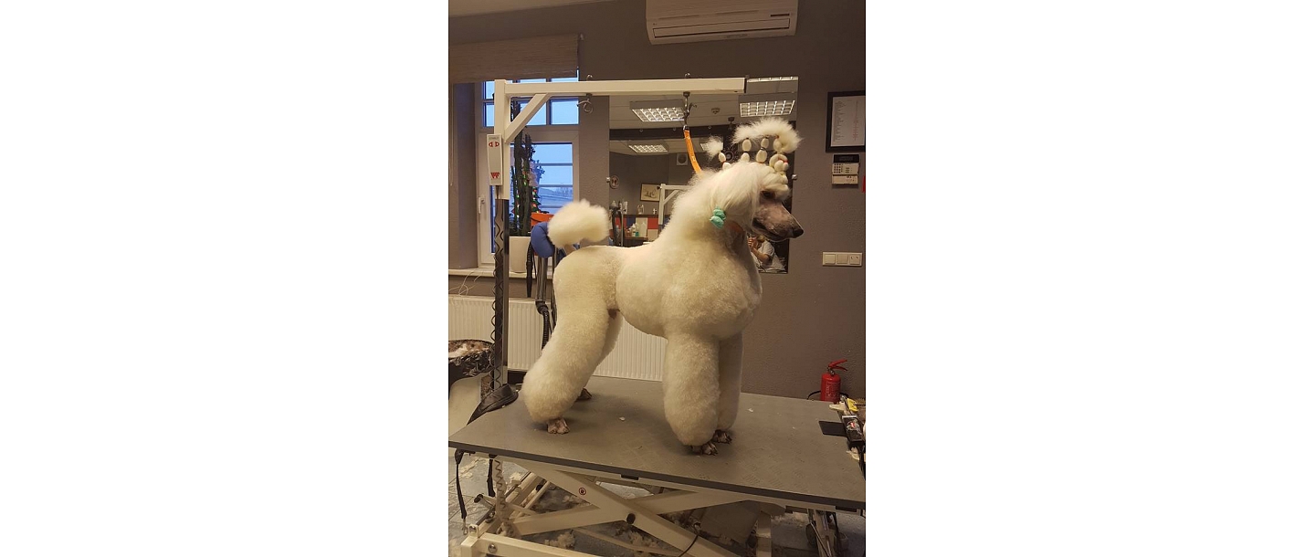 Grooming salon for pets