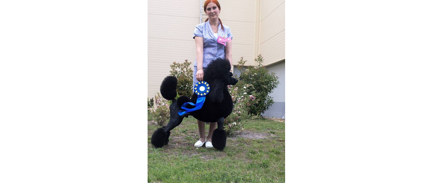 Dog preparation for exhibitions