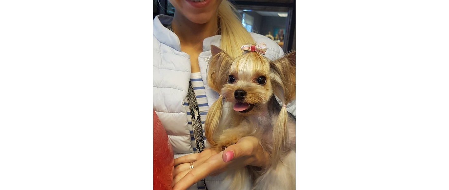 Dog grooming salon in Purvciems