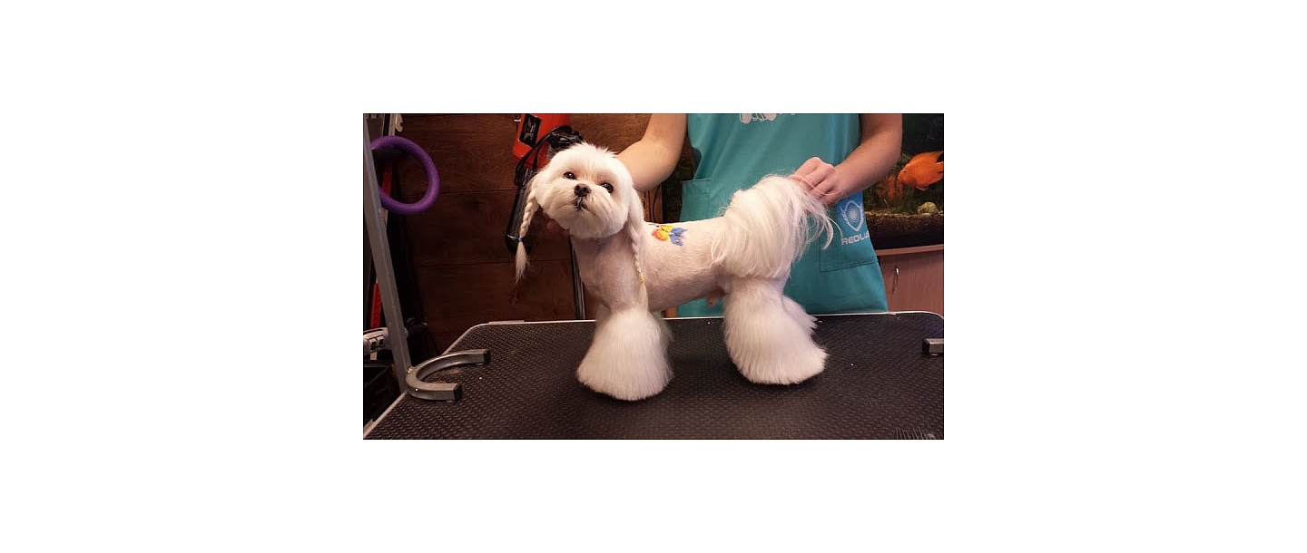 Animal hairdresser's