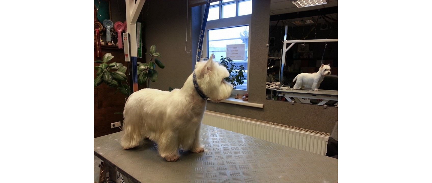 Парикмахерская для животных в Риге