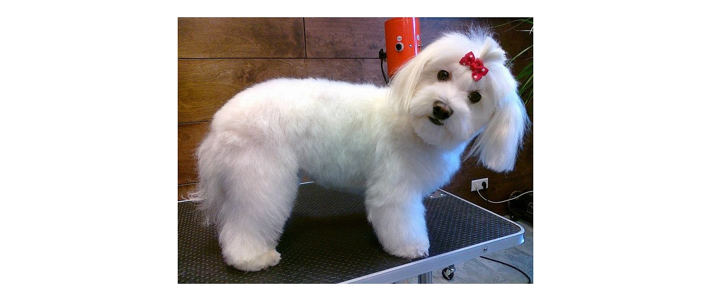 Dog grooming salon in Riga