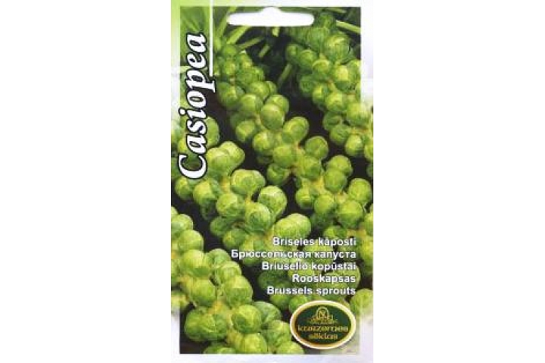 Brussels sprouts. Seed wholesale