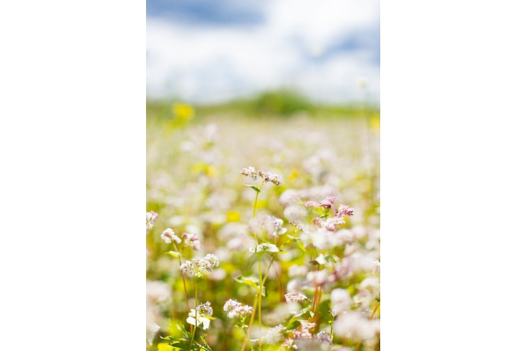 Buckwheat products