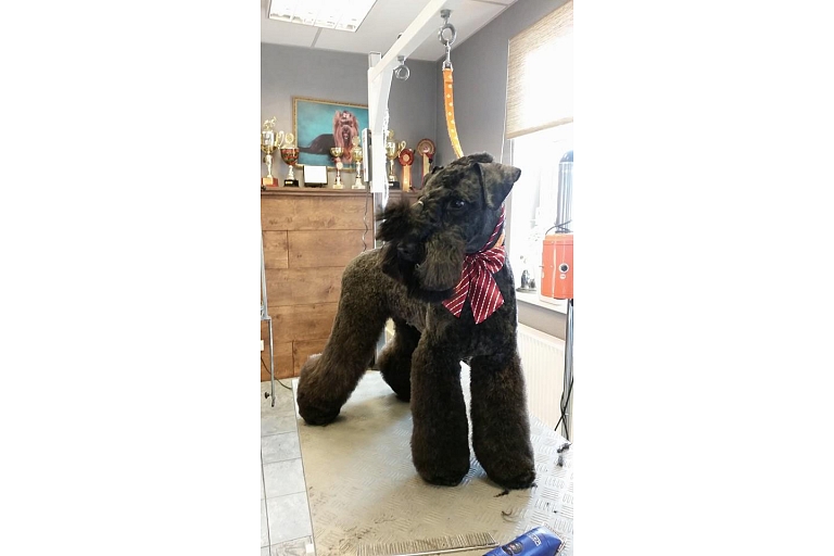 Dog grooming salon in Plavnieki