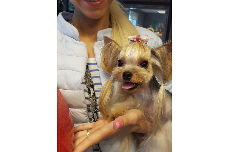 Dog grooming salon in Purvciems