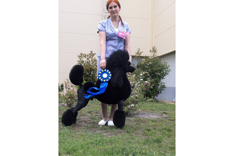 Dog preparation for exhibitions