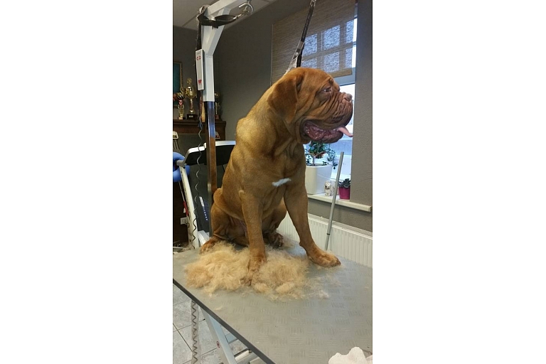 Grooming of dogs