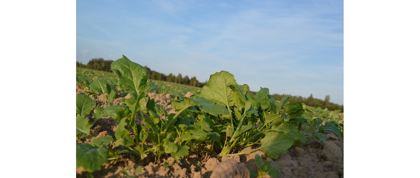 Plant protection products