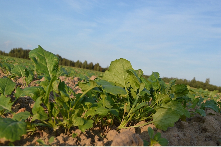 Plant protection products
