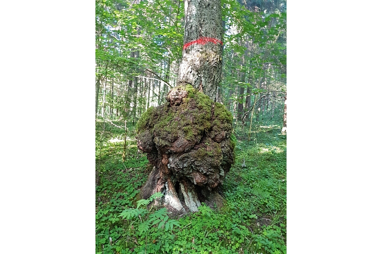 Покупка лесного имущества