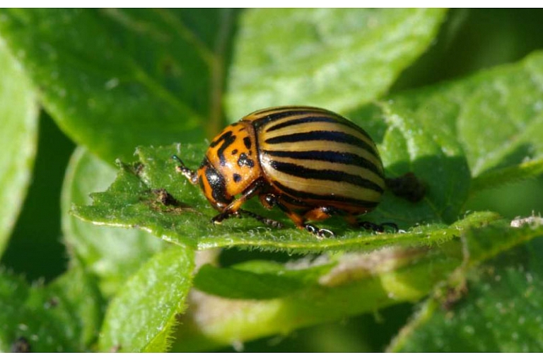 potato leaf rodent