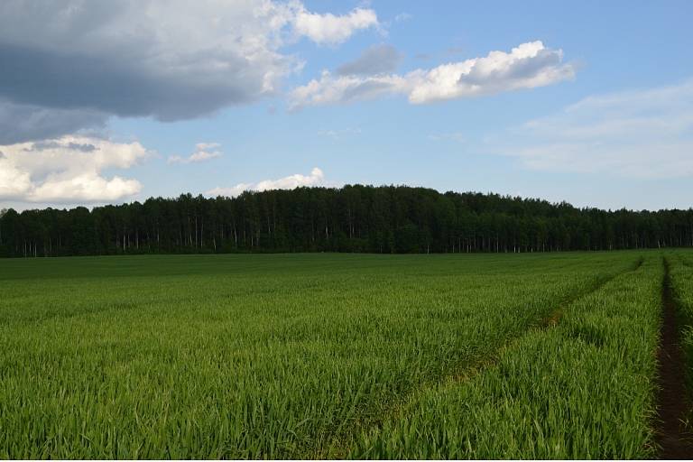 Zaļmuguri