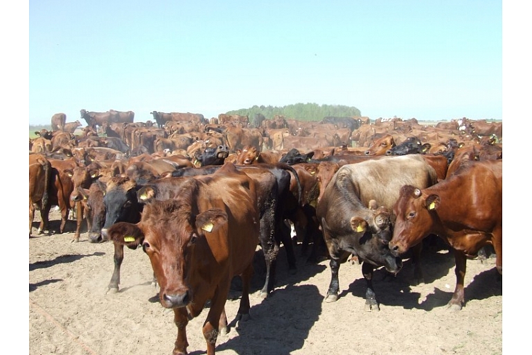 Govju tirdzniecība, www.saldusdruva.lv