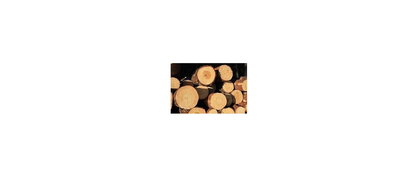 Buying saw logs in Daugavlici
