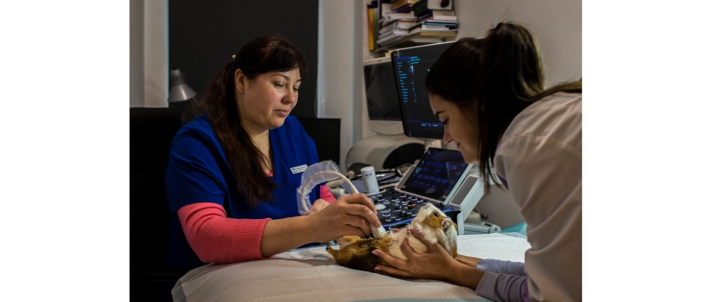 Veterinary clinic. USG