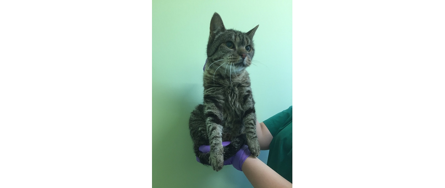 GROBIŅAS VETERINĀRĀ KLĪNIKA