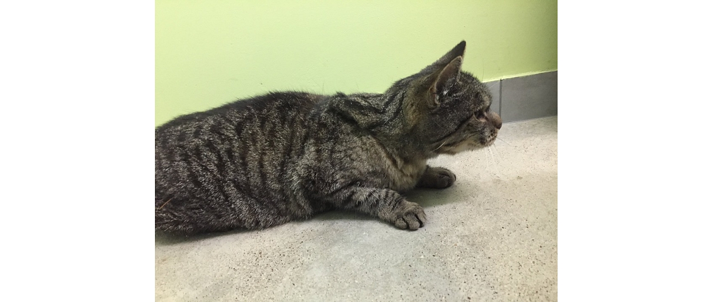 GROBINA VETERINARY CLINIC