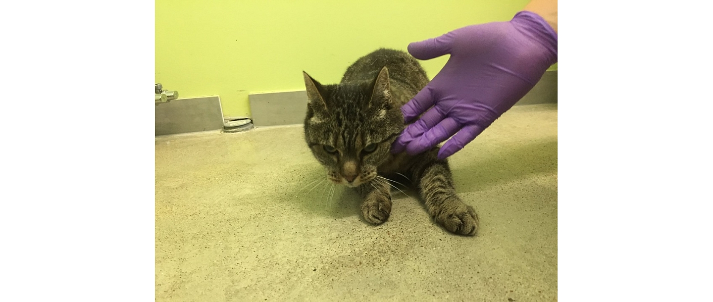 GROBIŅAS VETERINĀRĀ KLĪNIKA