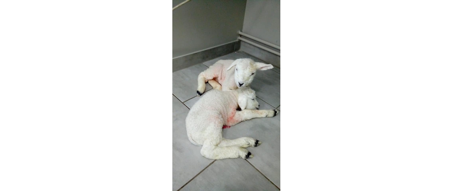 GROBIŅAS VETERINĀRĀ KLĪNIKA