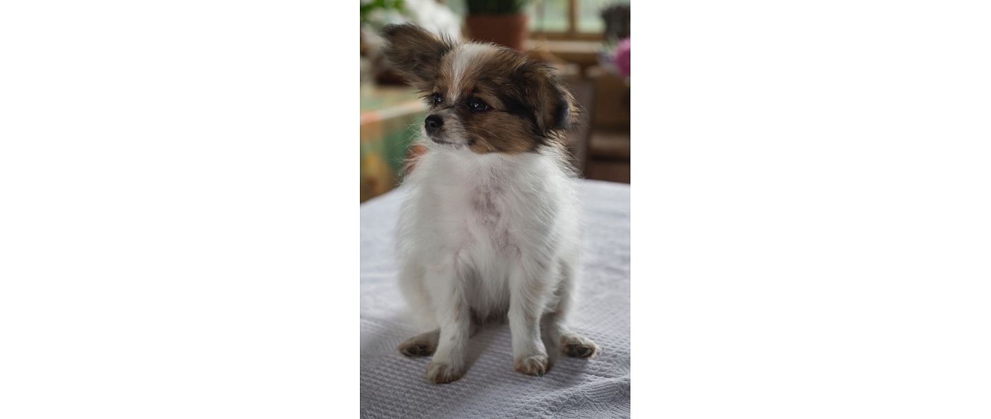 Обследование животных