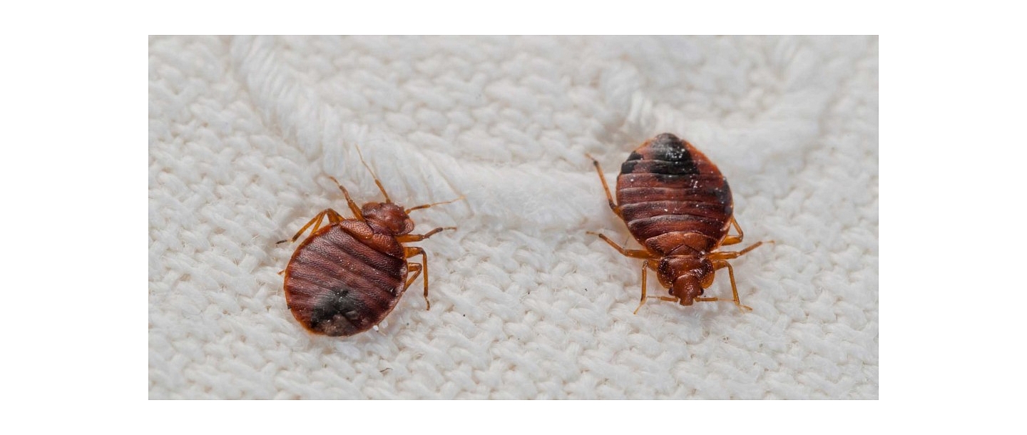 Elis Pest Control, Санитарная служба 