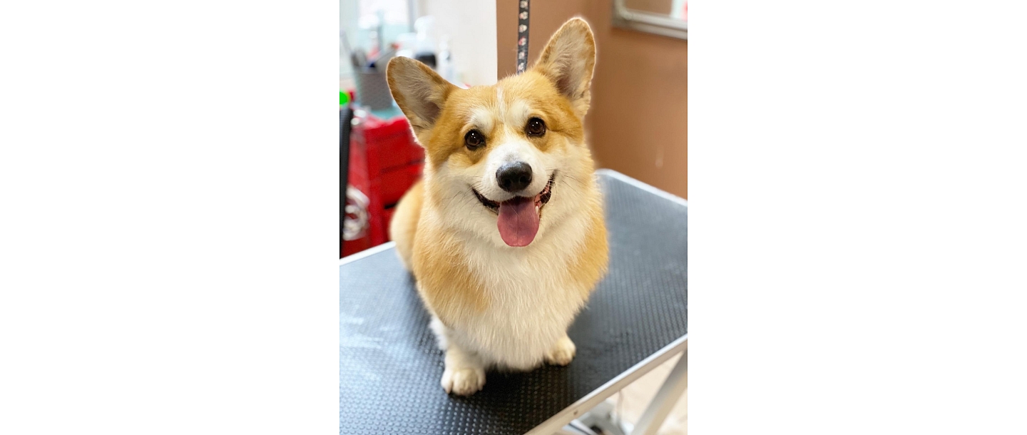 Zoogoods, animal care