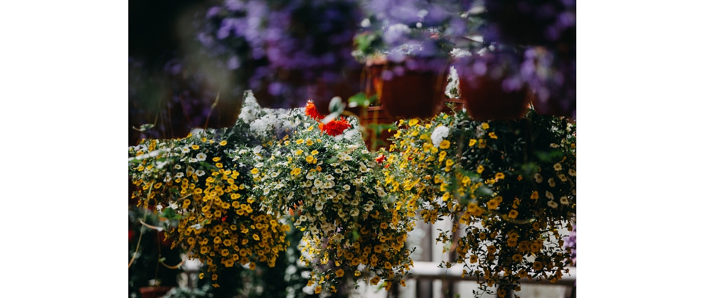 Vegetable gardening