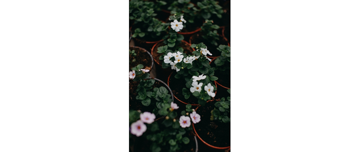 Flowering plants