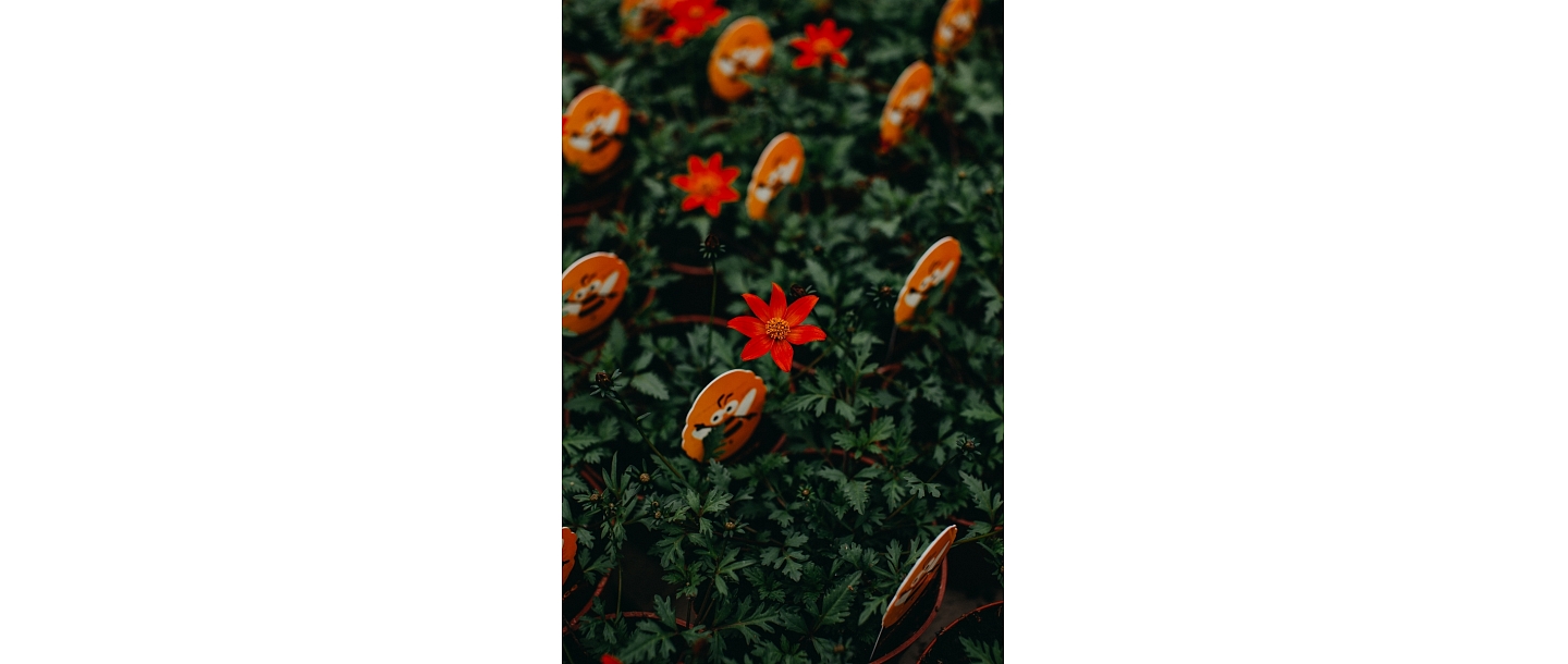 Indoor plants