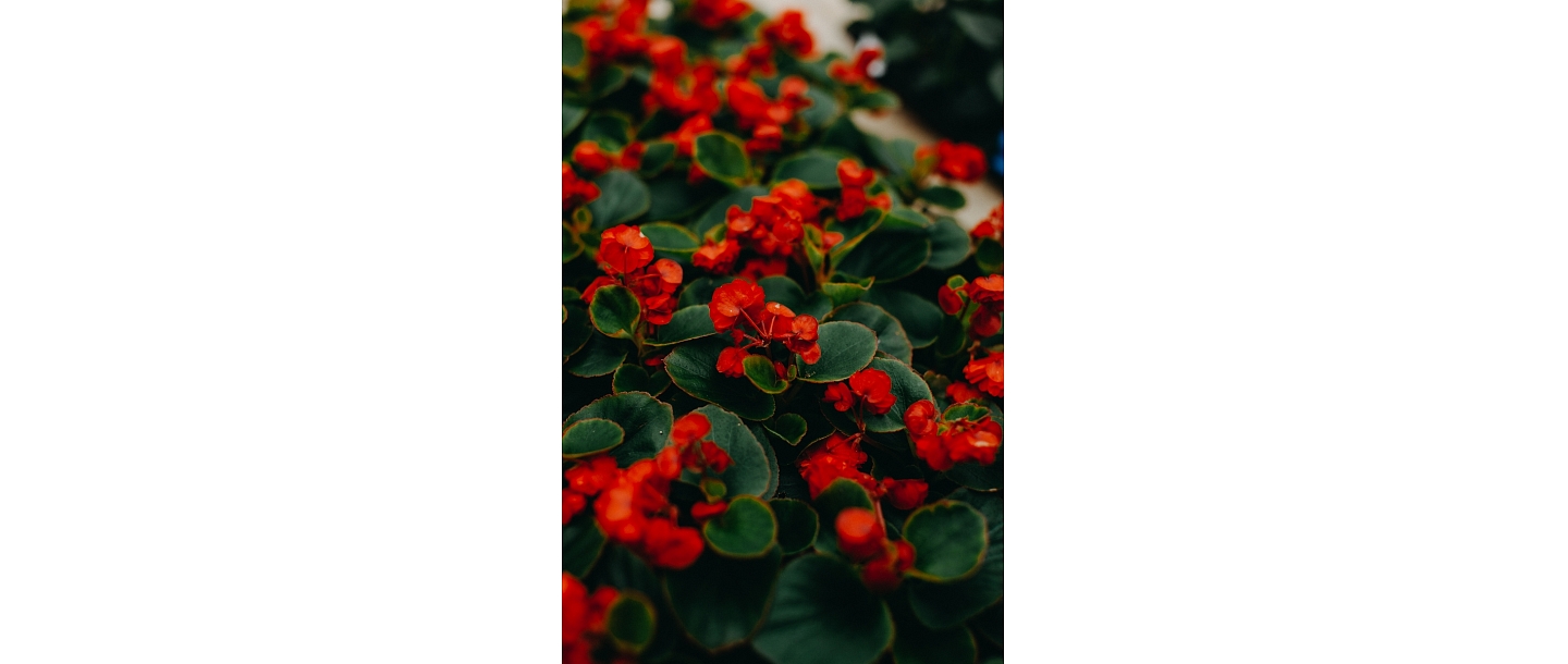 Gardener