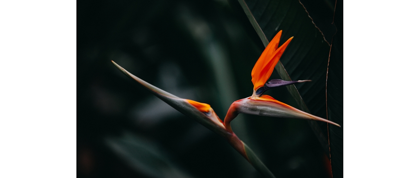 Bēru pušķi
