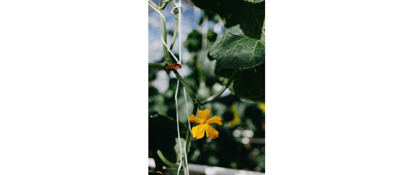 Interflora