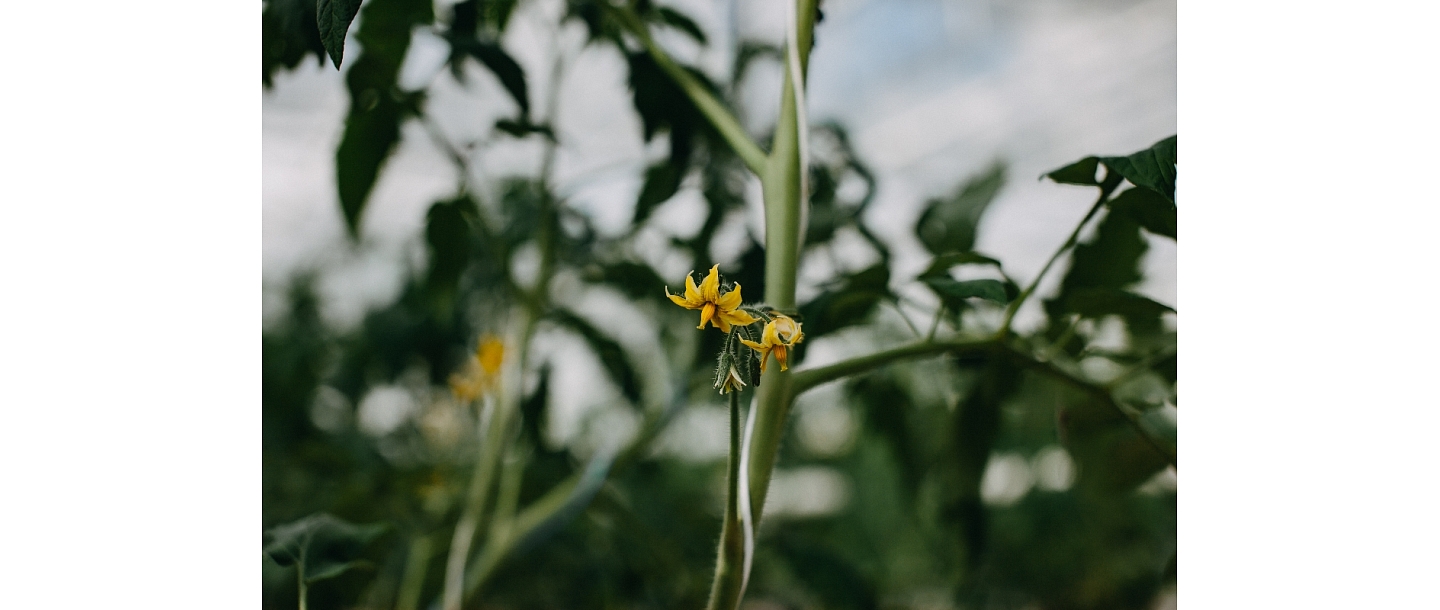
Flower delivery in Cesis