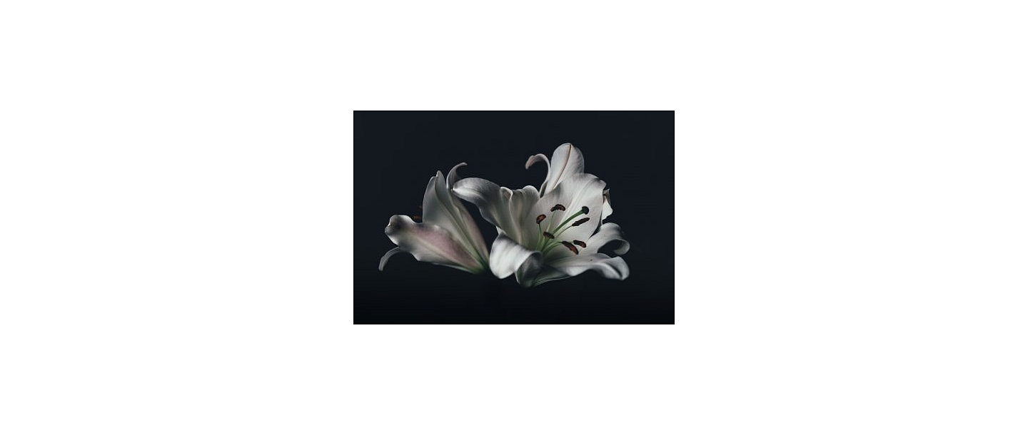 Sēru floristika Bauska
