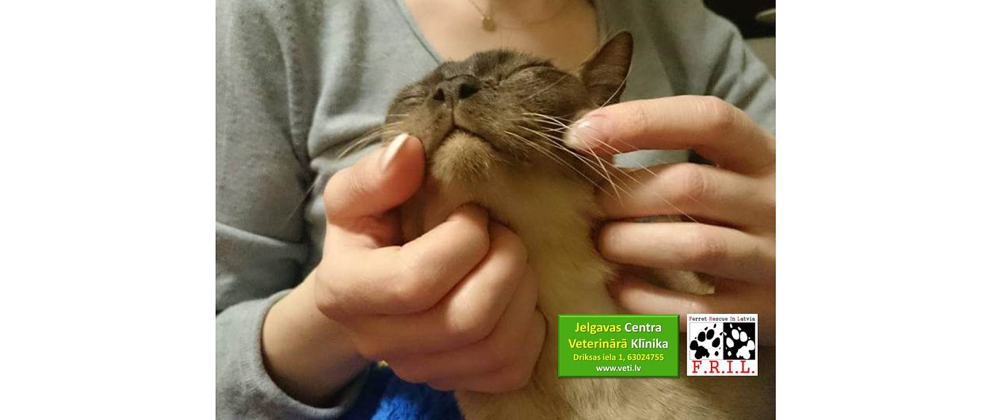 Veterinārija Jelgava