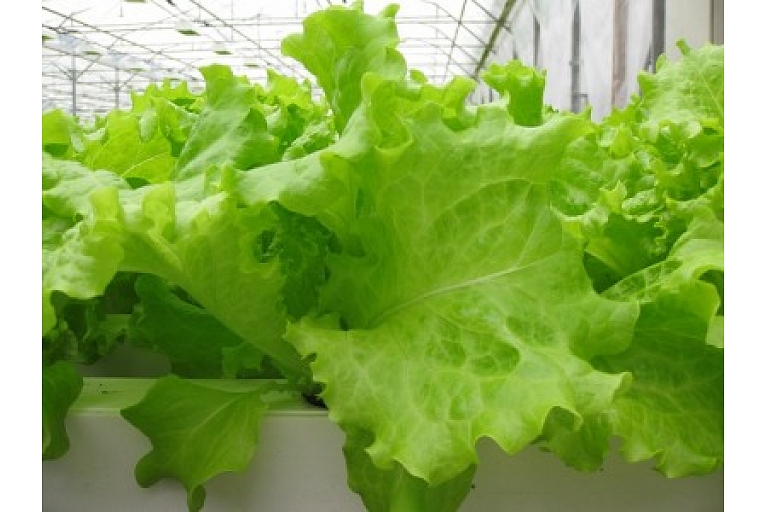 growing lettuce in pots