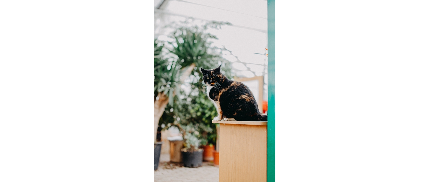 Floristikas pakalpojumi