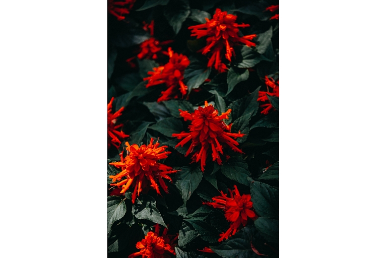 Flower trade