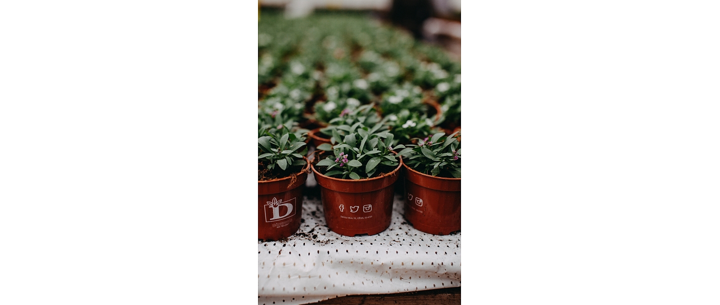 Greenhouse vegetables