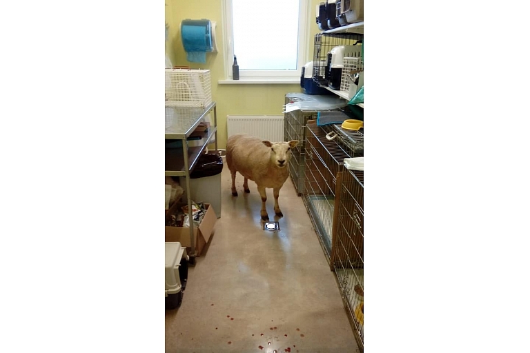 GROBINA VETERINARY CLINIC