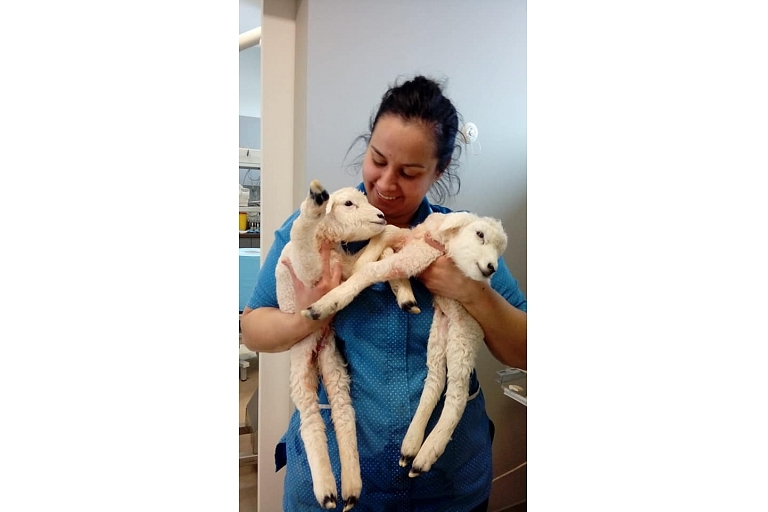 GROBINA VETERINARY CLINIC