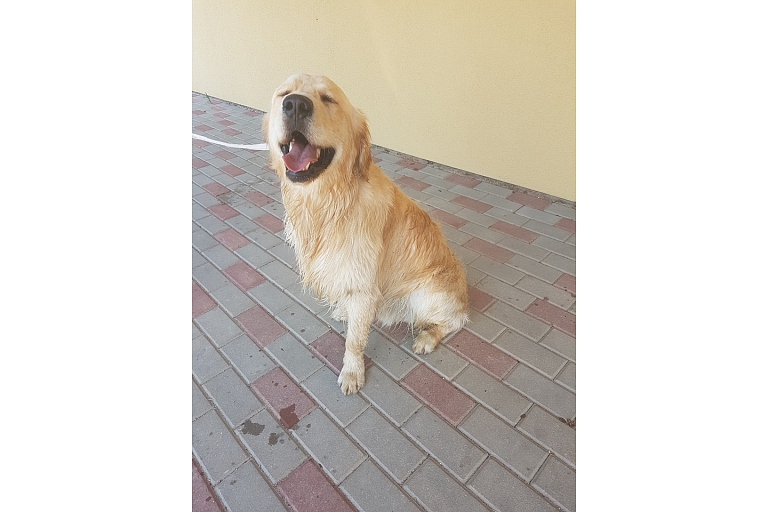 GROBINA VETERINARY CLINIC