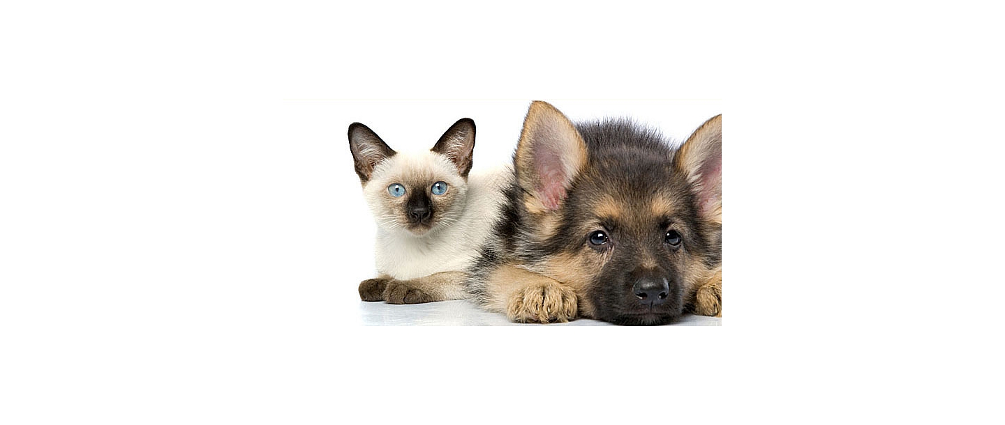 klīniskā izmeklēšana