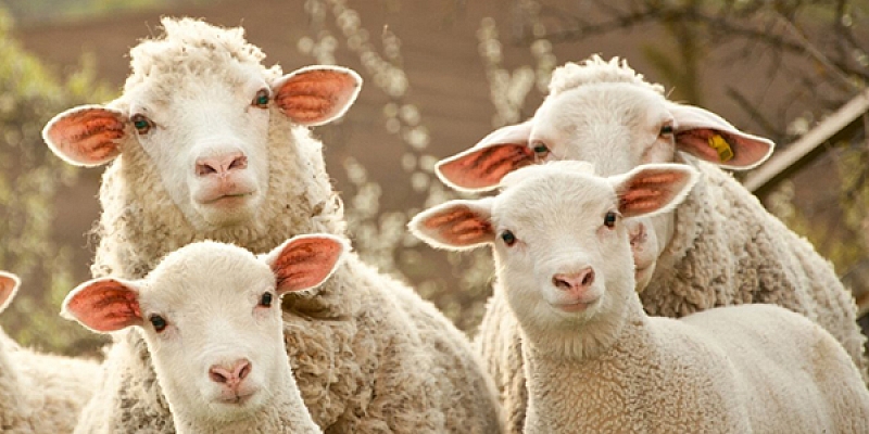 Оборудование для овец и коз