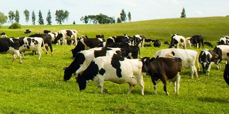 Aprīkojums govīm