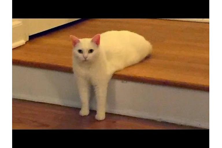 Обследование животных