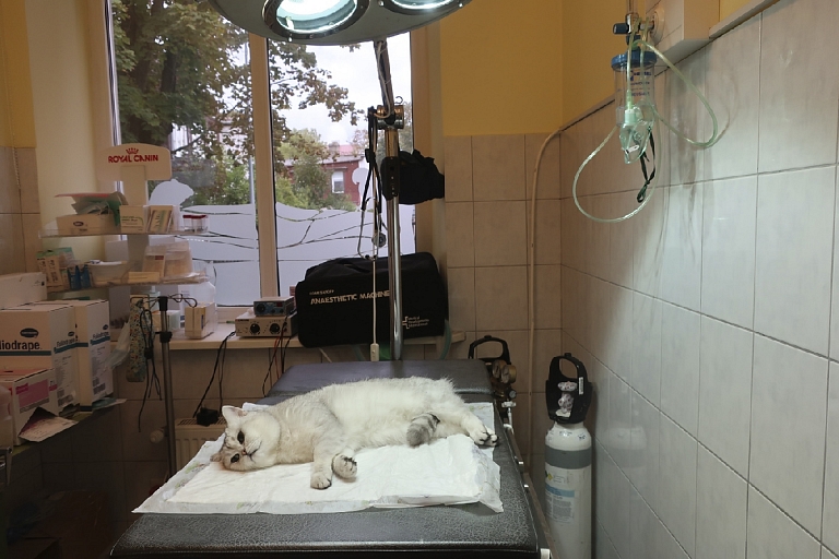 Pet therapy
